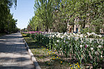 Тюльпаны на проспекте Ленина