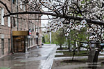 Улица Советская в весеннем цвету