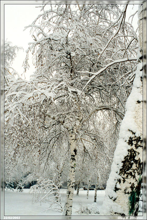 ... все деревья в серебре фото