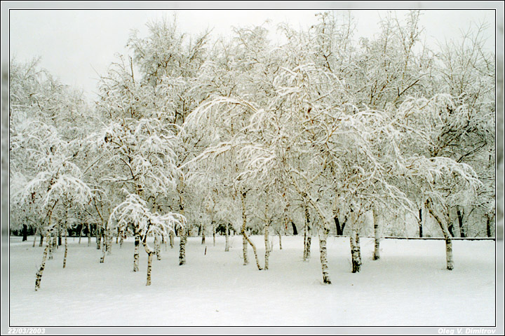 Заснеженые березки фото