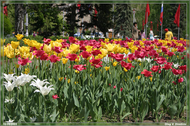 Весенние тюльпаны фото