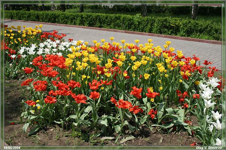 Весенние тюльпаны фото