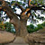 Вековой дуб - панорама
