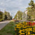 Цветы на проспекте Ленина